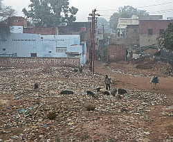 Children scavaging with pigs on a rubish tip