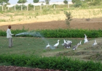 Much fresh food comes from our own gardens